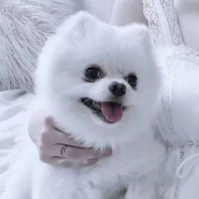 女神之镜汉化破解版下载
